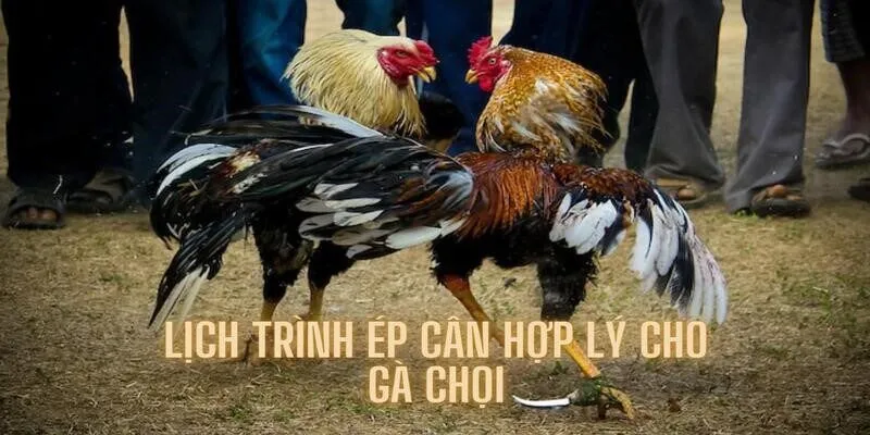 Cách ép cân cho gà chọi hiệu quả nếu đủ 3 giai đoạn