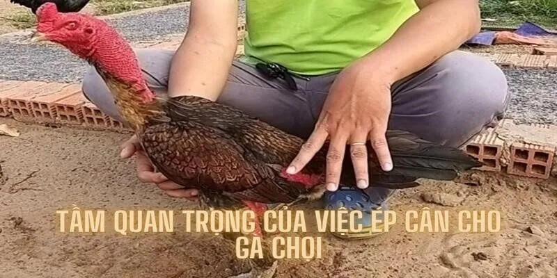 Tìm hiểu tầm quan trọng của ép cân gà chọi