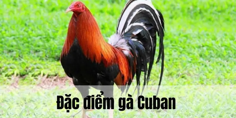 Đặc điểm tạo nên yếu tố riêng biệt của chiến kê Cuban