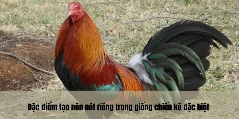 Đặc điểm tạo nên nét riêng trong giống chiến kê đặc biệt