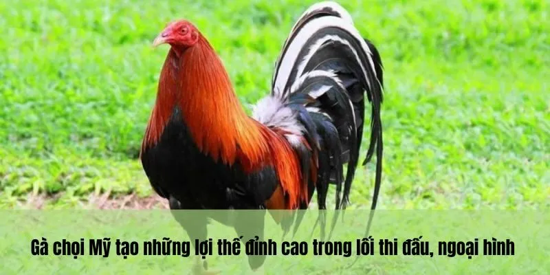 Gà chọi Mỹ tạo những lợi thế đỉnh cao trong lối thi đấu, ngoại hình