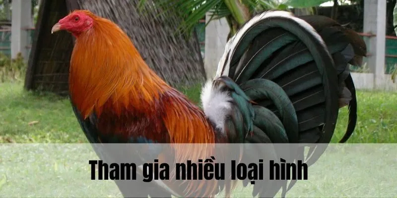 Gà đá Cuban có thể tham gia nhiều loại hình khác biệt