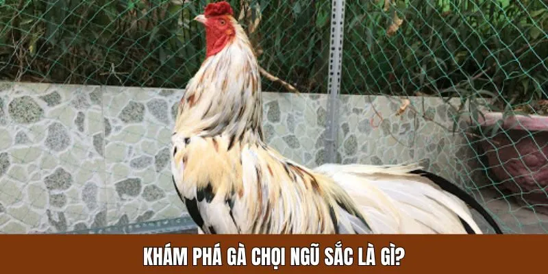 Giới thiệu sơ lược về chiến kê chọi ngũ sắc