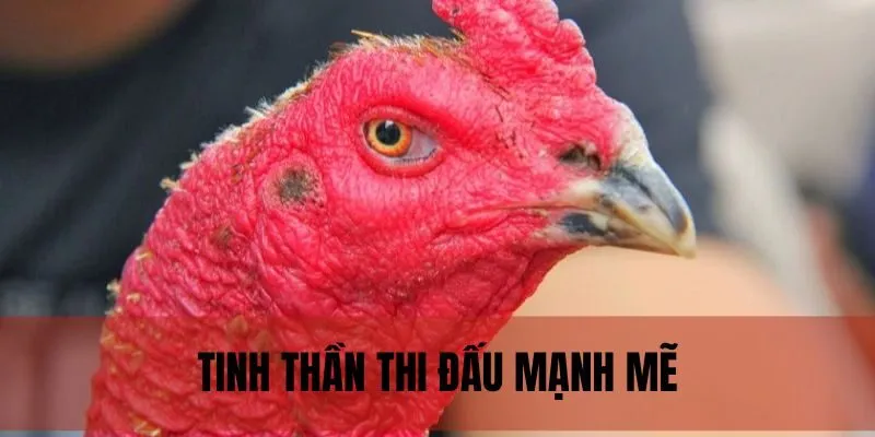Chiến kê mắt lì thể hiện tinh thần giao chiến cực đỉnh cao