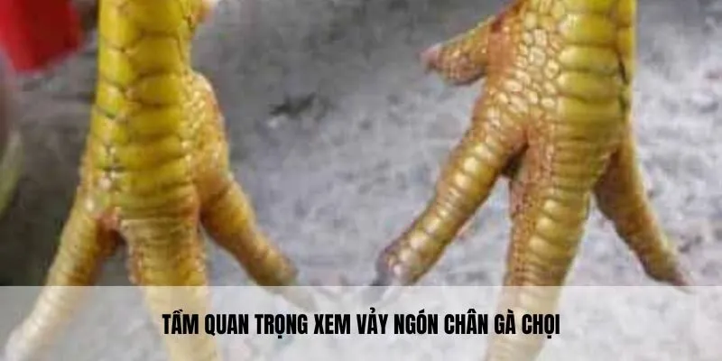 Xem vảy gà chọi hướng đến quy trình chăm sóc, huấn luyện tối ưu