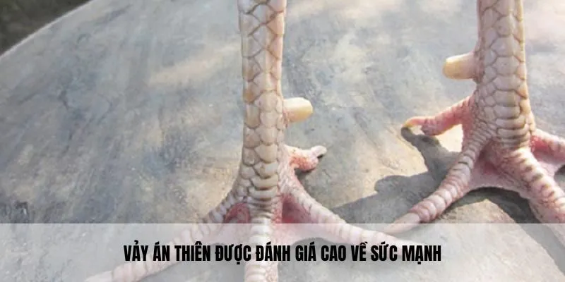 Vảy án thiên được đánh giá cao về sức mạnh, khả năng thi đấu
