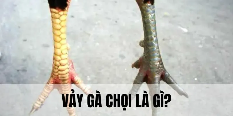 Xem vảy ngón chân gà chọi là yếu tố quan trọng xác định khả năng chiến thắng